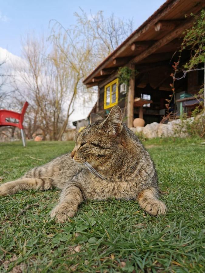 Chalet Belino Sokace Užice Екстериор снимка